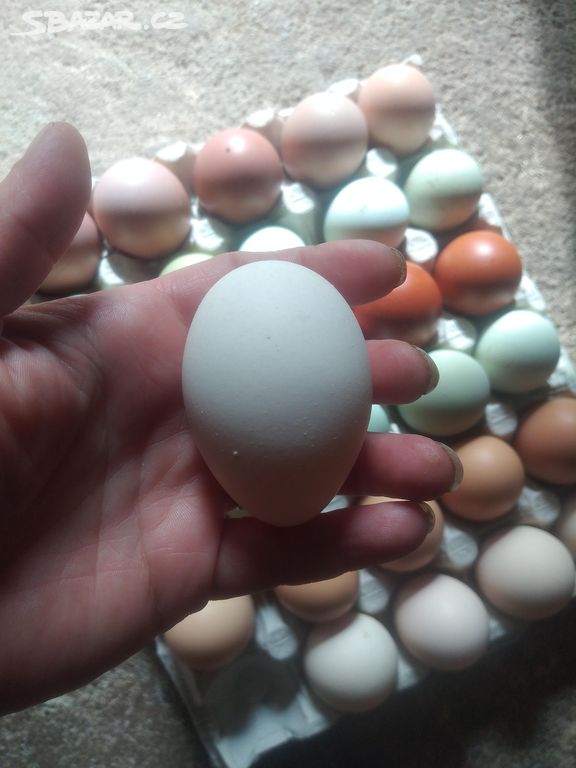 Kuřátka na barevná vejce
