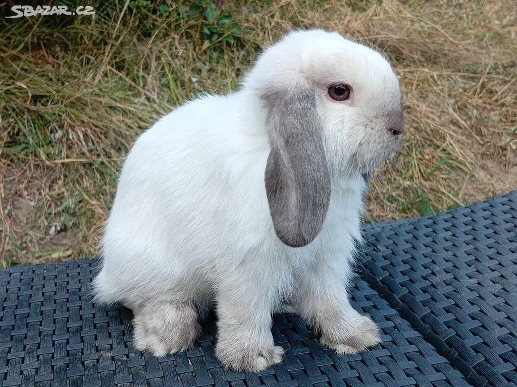 Kouzelná Miminka -Anglický Zakrslý Beránek MiniLop