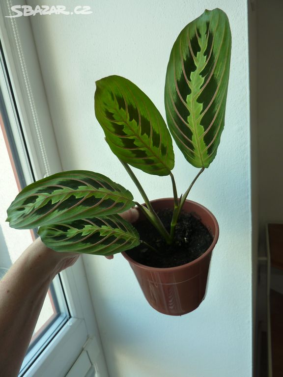 Maranta tricolor pokoj rostlina - vrcholový řízek