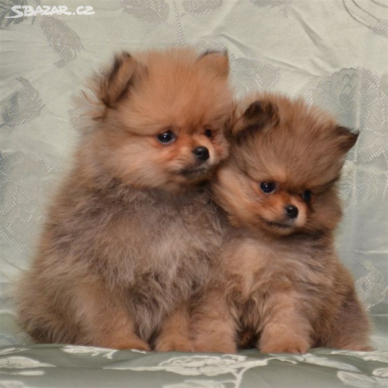 Pomeranian pomerian boo