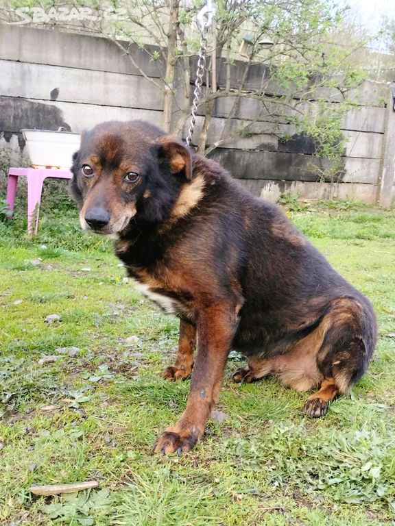 Milionový pes Rony čeká už 6 let