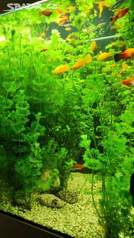 Akvarijní rostliny a ryby