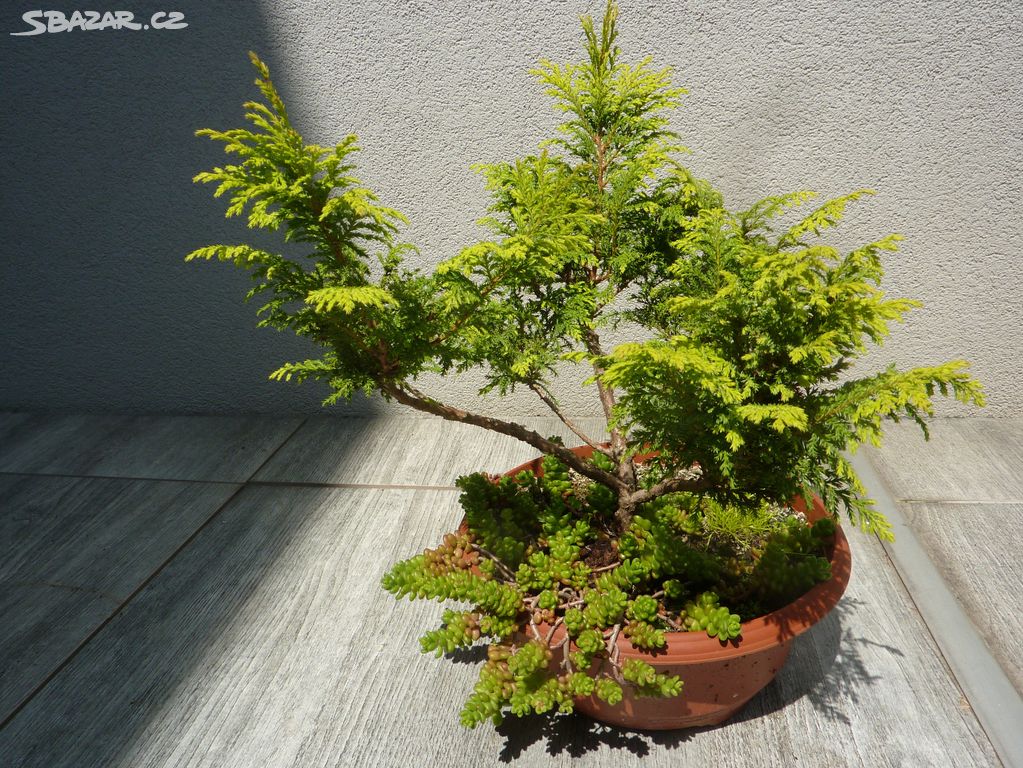 Jehličnánek bonsai bonsaj - REZERVOVÁNO p. Terka