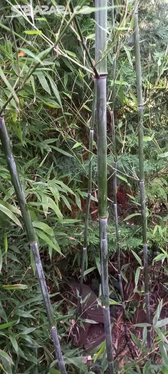 Bambus - Listoklasec Bissetův (Phyllostachys )