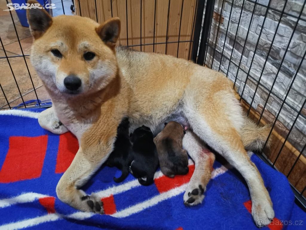 Štěně - Shiba Inu - CHS z Verneřické louky