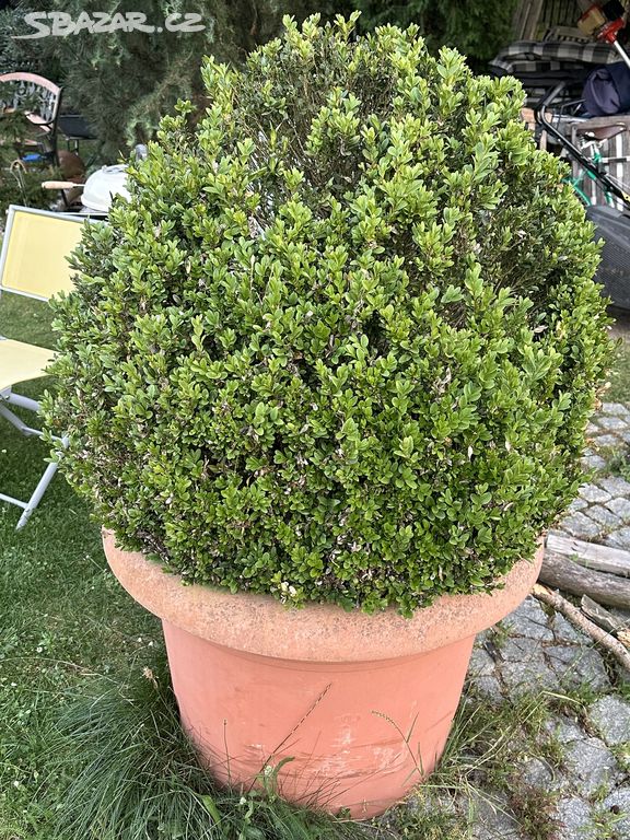 Buxus tvarovaný 90cm, výška 135cm