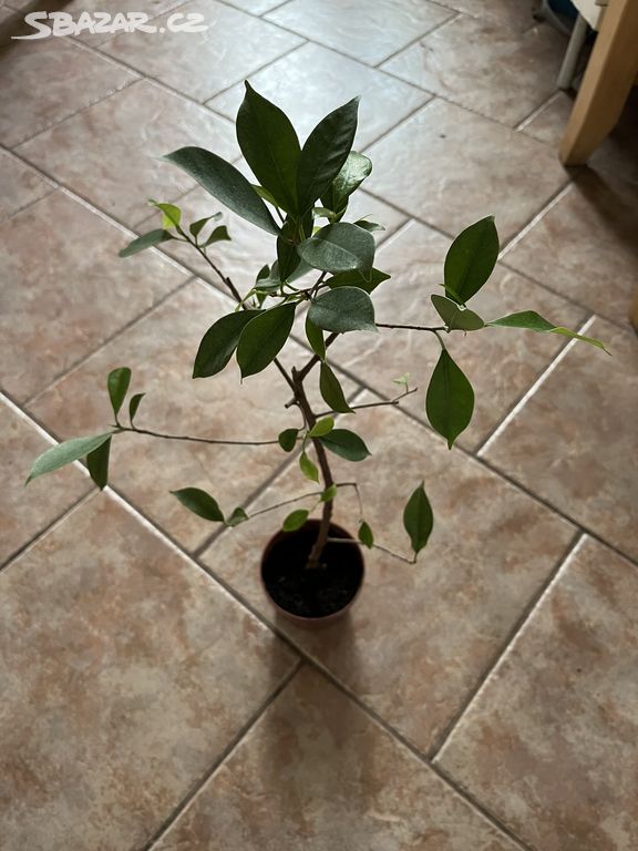 Ficus Benjamin