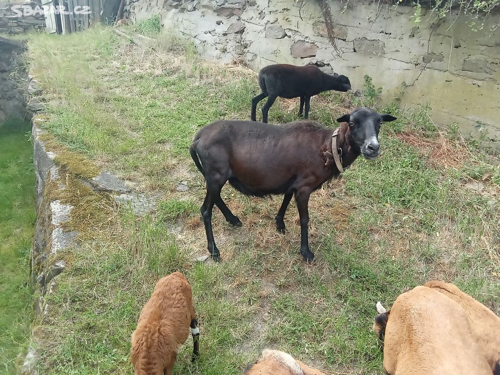 Kamerunská ovce