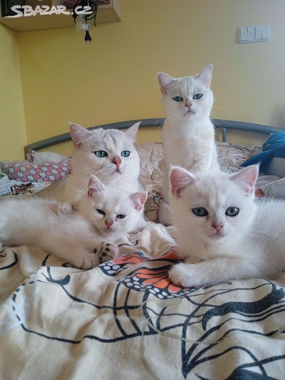 Britská stříbrná koťata