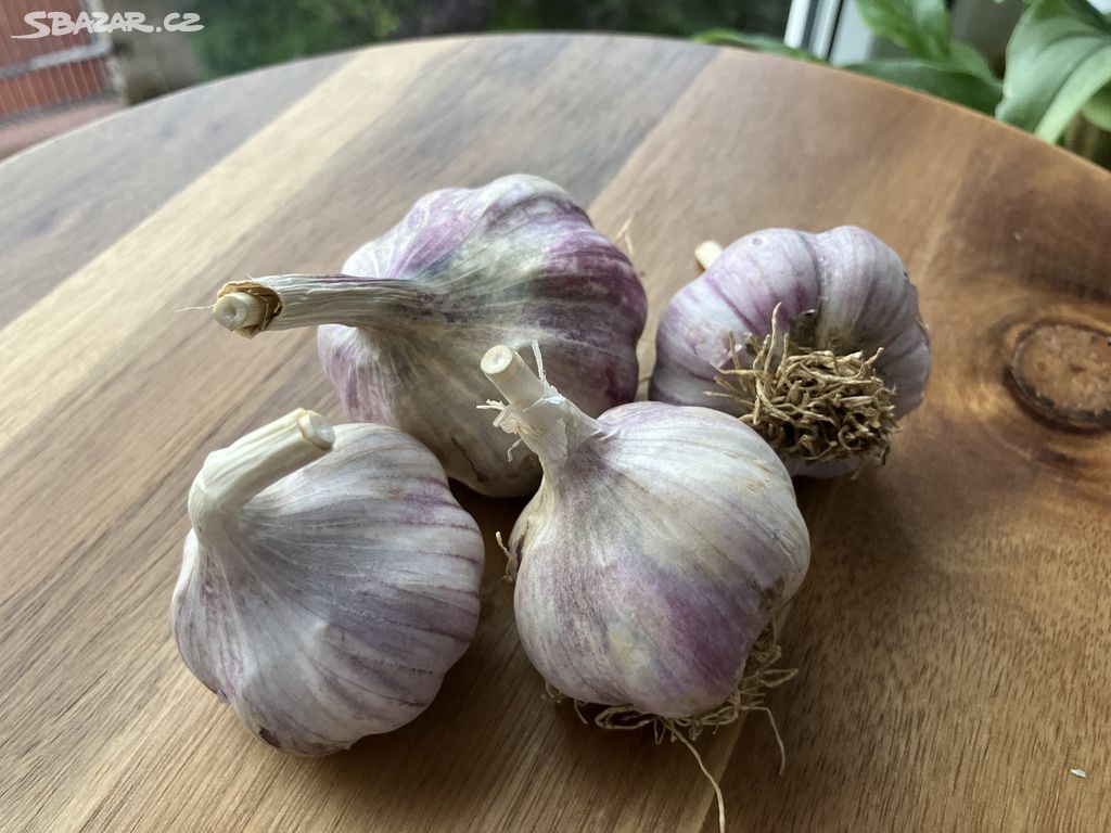 Český česnek Slavín od farmáře z Jackova