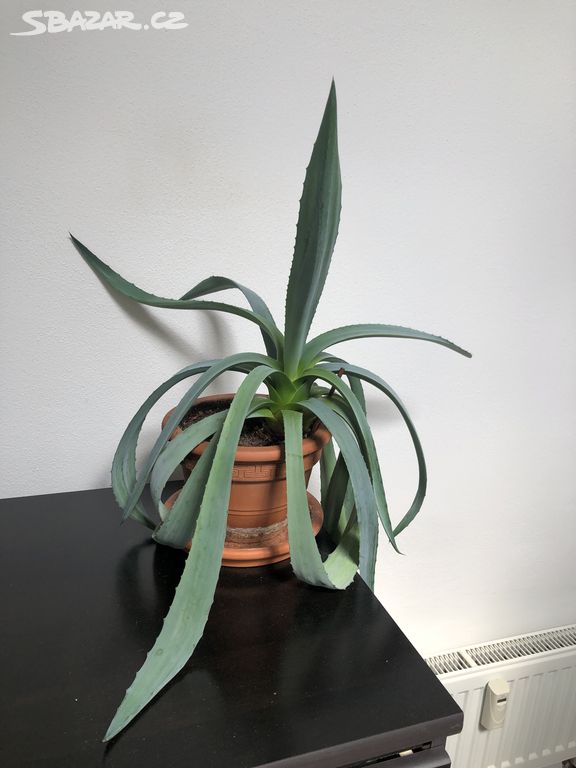 Aloe Vera 30 - 40 cm včetně květináče