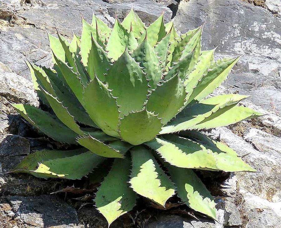 Agave cupreata - sazenice