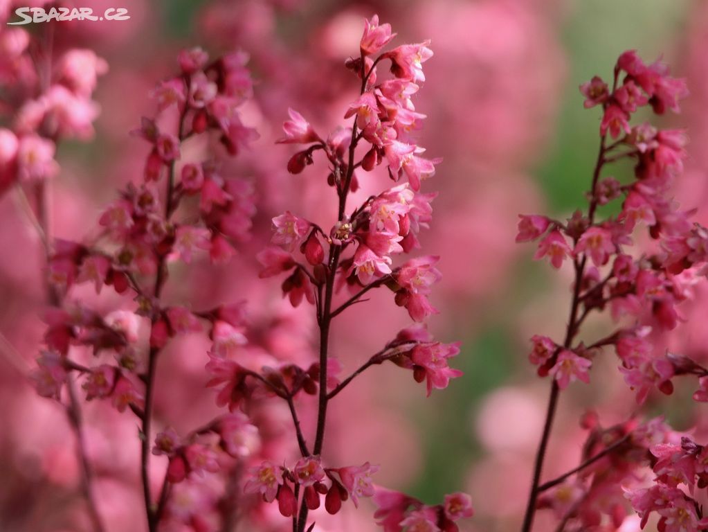 Dluzicha Heuchera