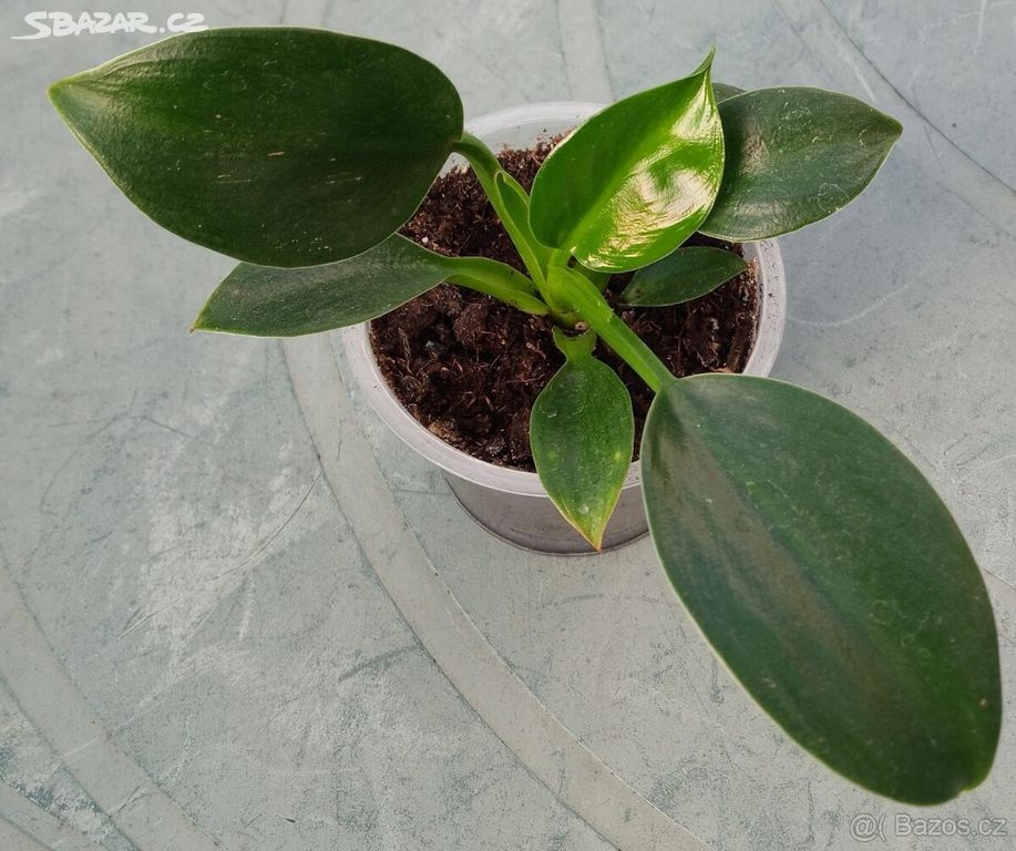 Philodendron green princess