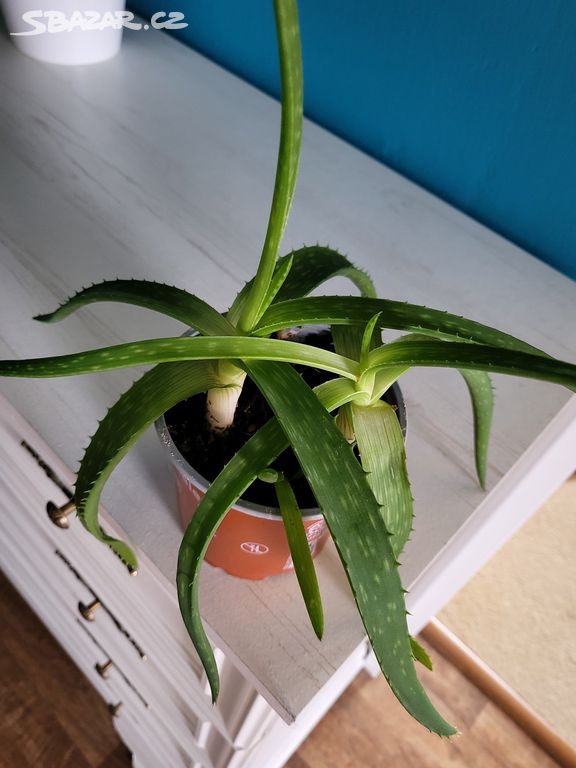 Aloe vera sadičky