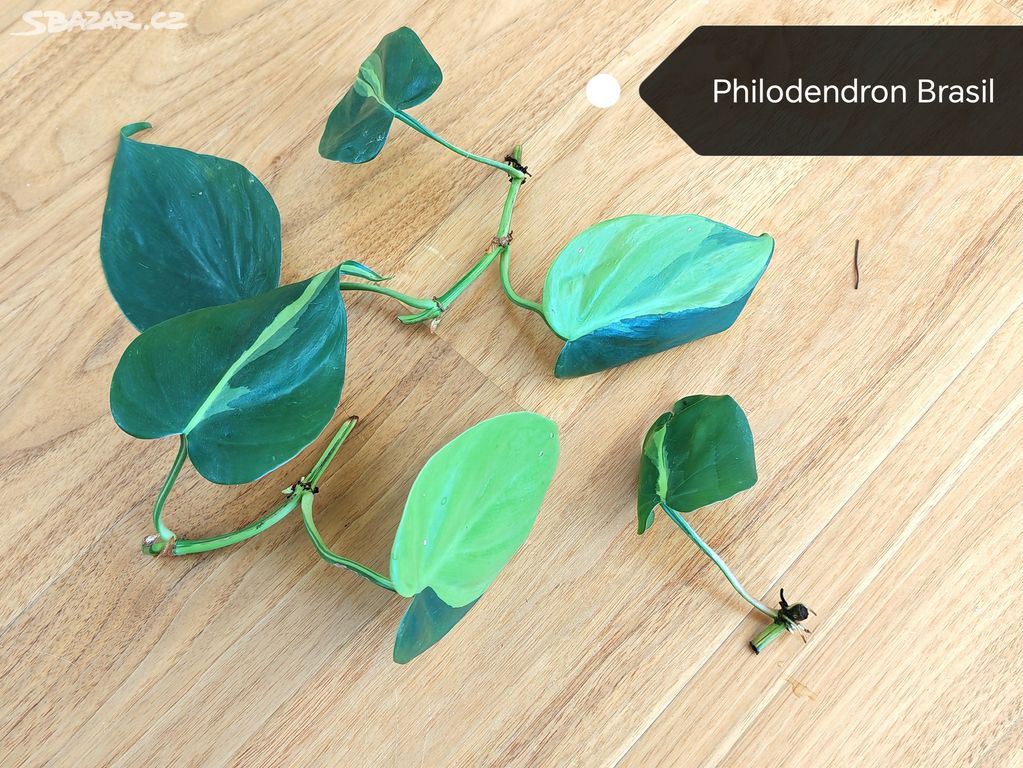 Řízek Philodendron brasil