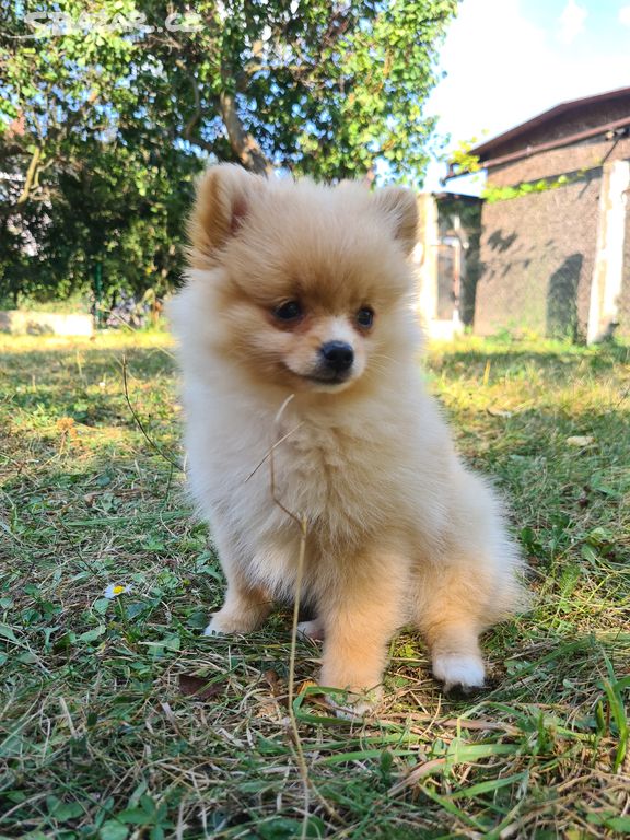 Pomeranian holčička