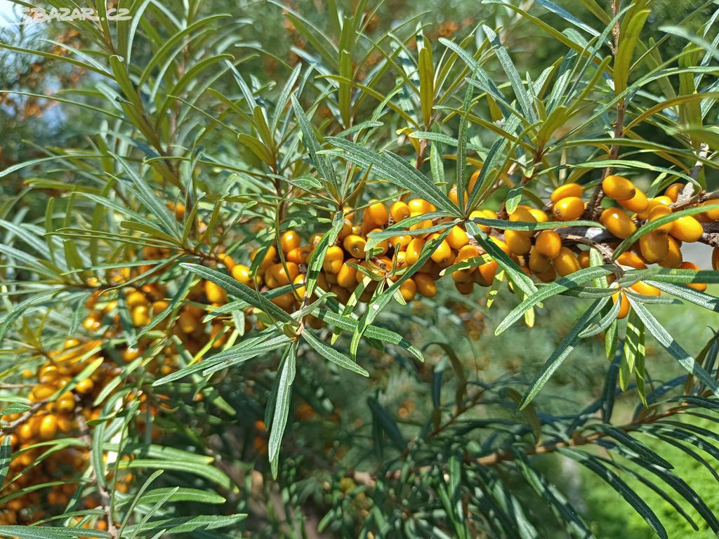 Rakytník plody letošní sklizeň samosběr 50Kč/kg RO