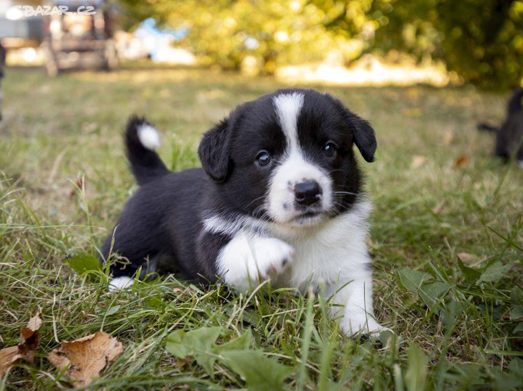 štěňata welsh corgi cardigan