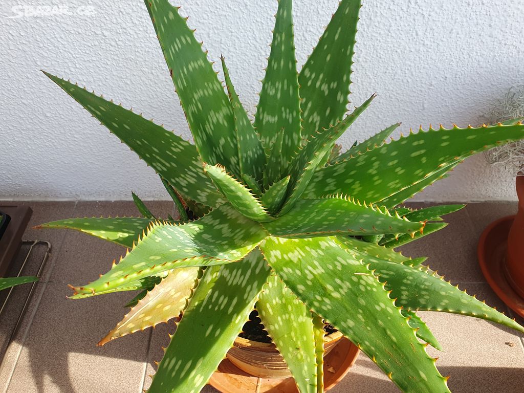 Aloe vera