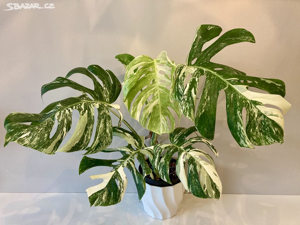 Monstera Deliciosa Albo Variegata