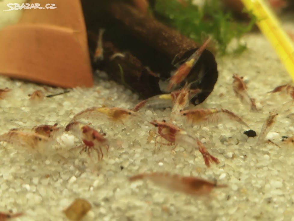 Red Rili Neocaridina davidi