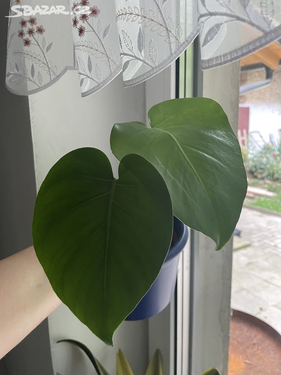 Monstera deliciosa