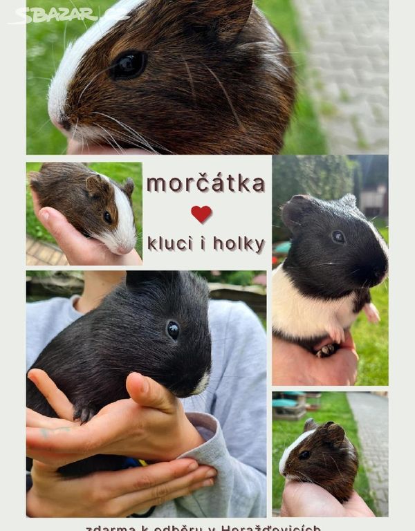 Morčátka