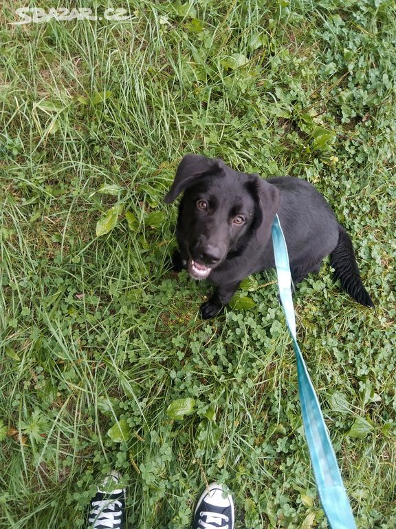 Štěně fenka labrador/NO