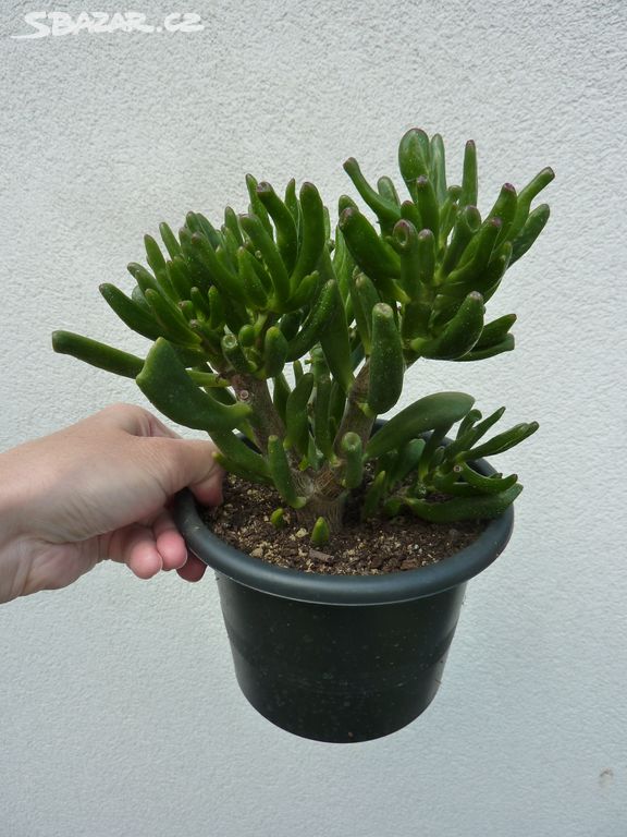 Shrekovo ucho - crassula hobbit - sukulent