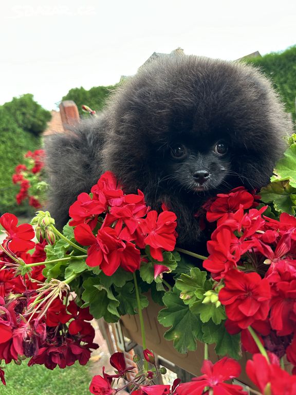 Pomeranian PP FCI - maličký kluk