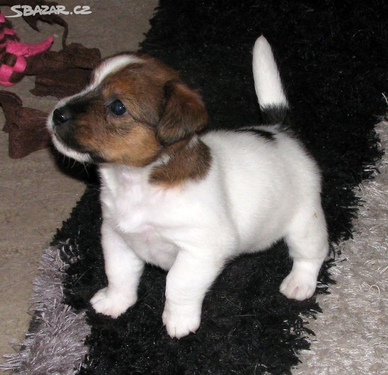 Jack Russell teriér 3 fenky s PP k rezervaci