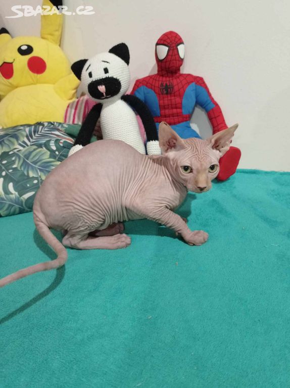 Sphynx kocourek