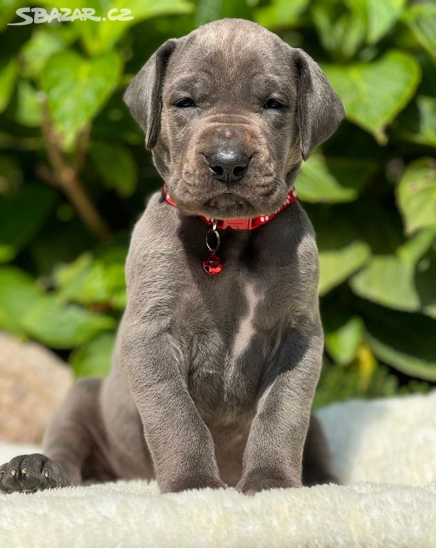 Německá doga - Cornelie Blue Hradecká hvězda