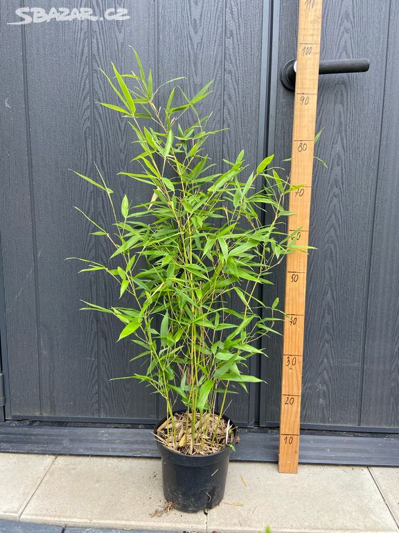 Bambus Phyllostachys Bissetii