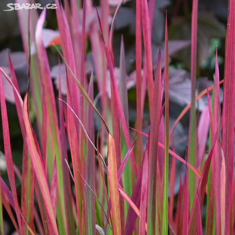 Imperata válcovitá "Red baron"