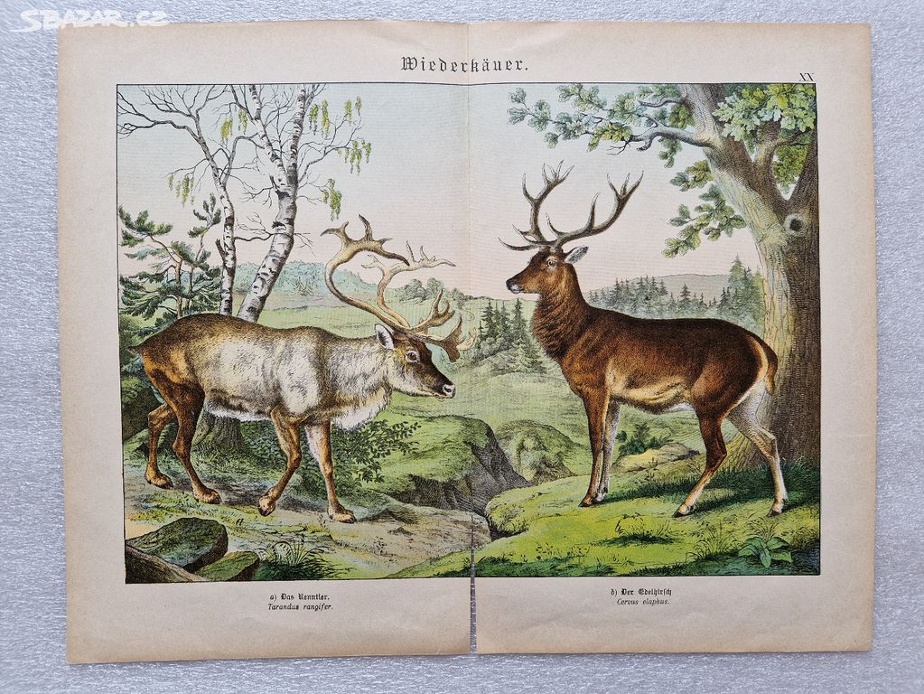 Starožitná tabule tisk lito. fauna Jelen Sob 1885