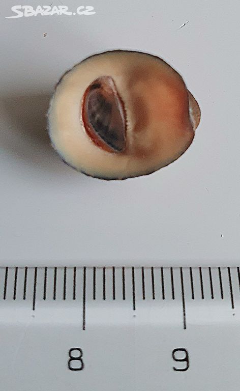 Mušle zubovec Neripteron violaceum