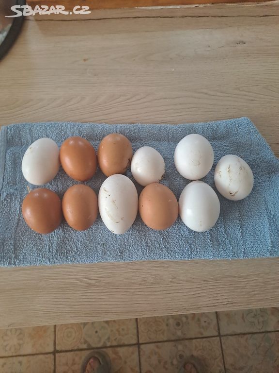 Čerstvá domácí  vajíčka