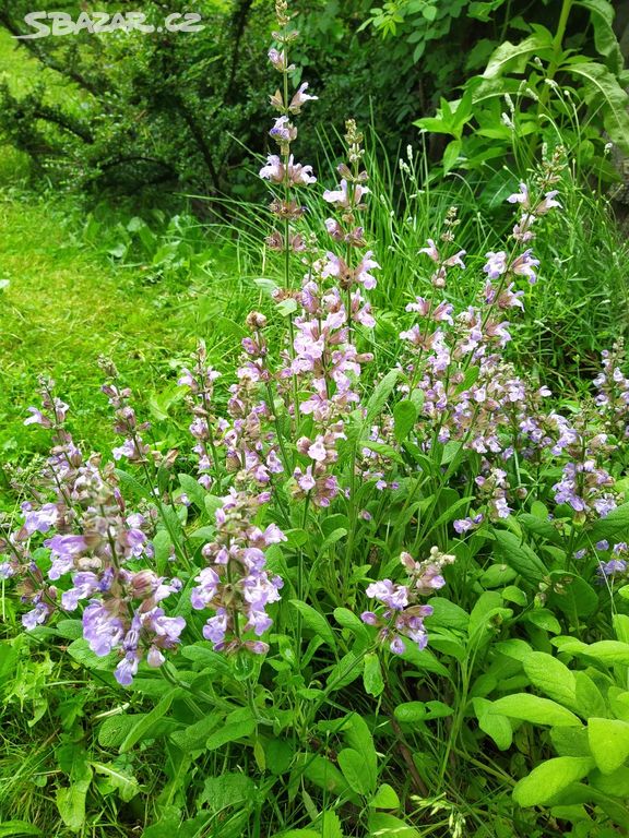 Šalvěj, fialový květ - sazenice, semena
