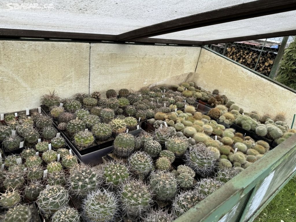 Prodám 50 letou obsáhlejší sbírku kaktusů