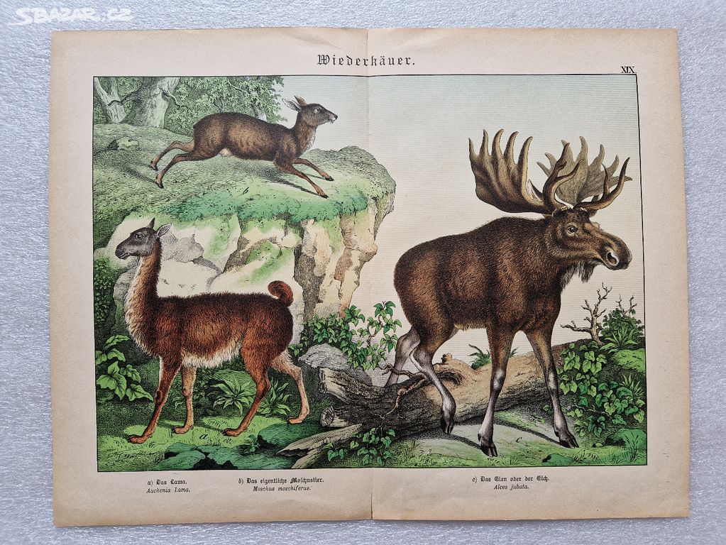 Starožitná tabule tisk fauna lama los kabar ca1885