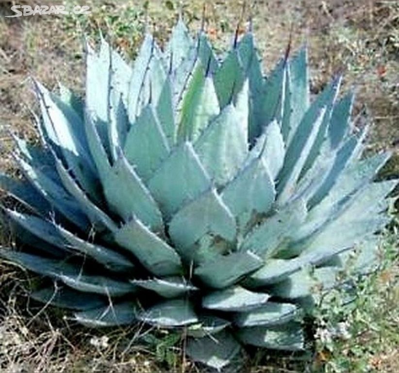 Agave applanata Maguey de Ixtle - sazenice