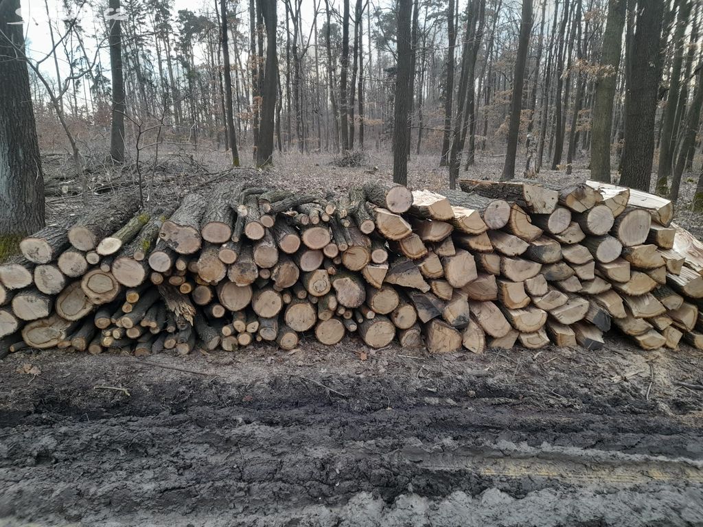 Palivové dřevo - Sleva