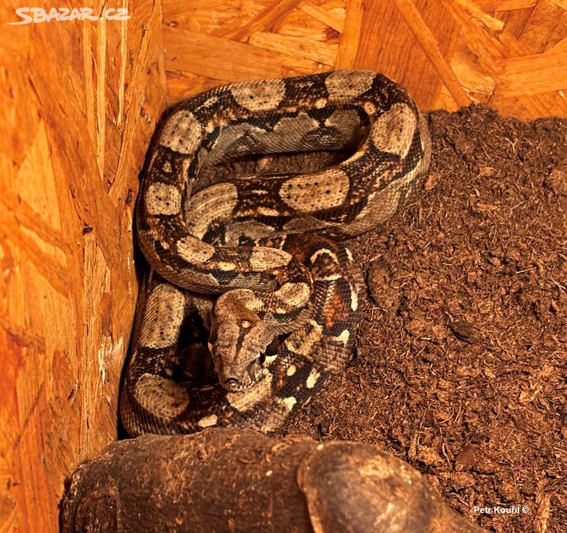 Hroznýš královský - Boa constrictor imperator