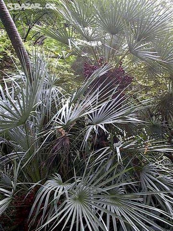 Palma Chamaerops humilis - Žumara nízká - sazenice