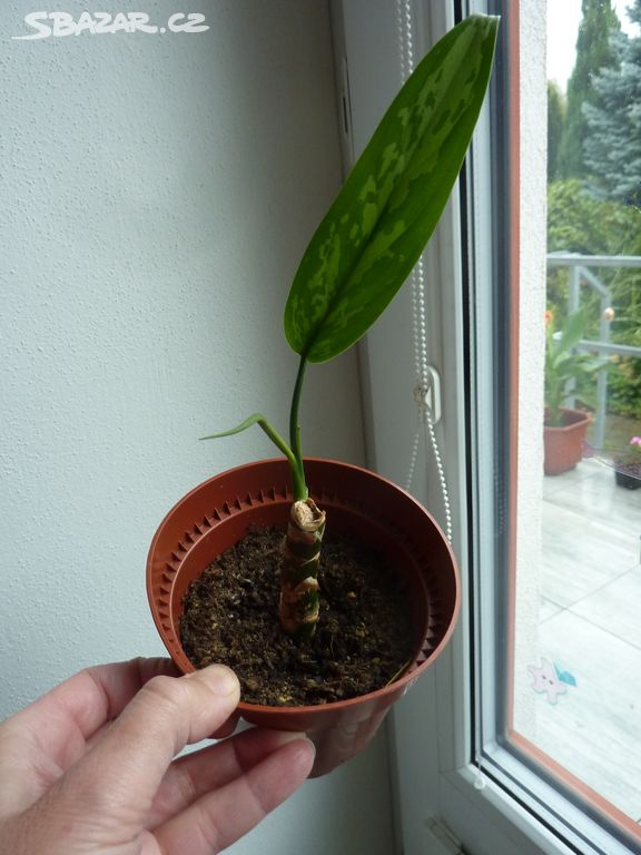 Aglaonema - pokojová rostlina