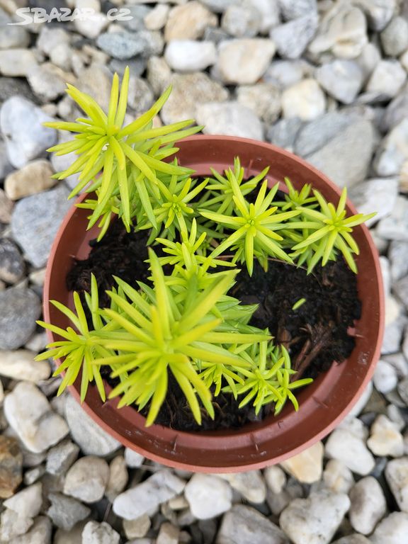 Sedum Mexicanum