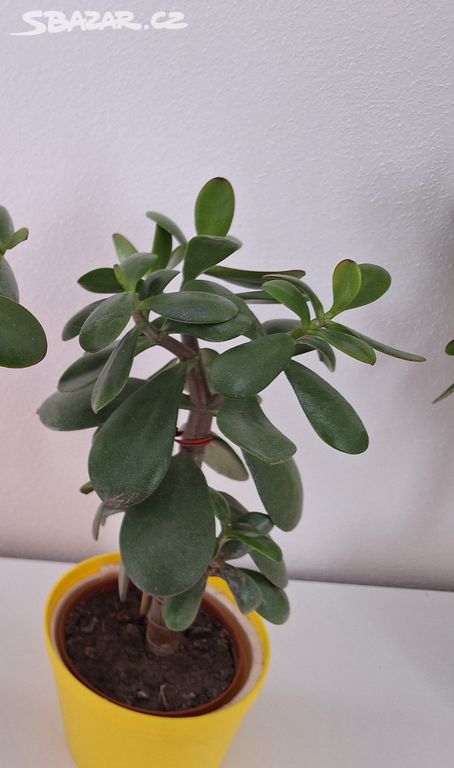 Pokojová rostlina tlustice - crassula ovata