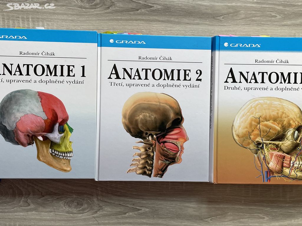 Anatomie Čihák